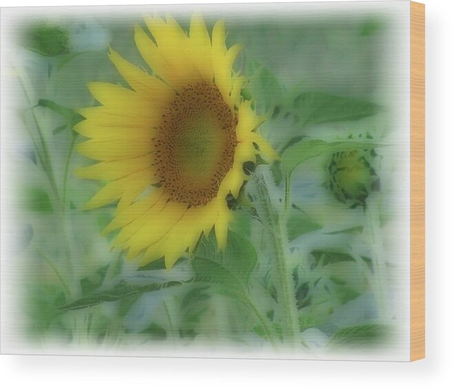 Soft Touch Sunflower Wood Print featuring the photograph Soft Touch Sunflower by Debra   Vatalaro