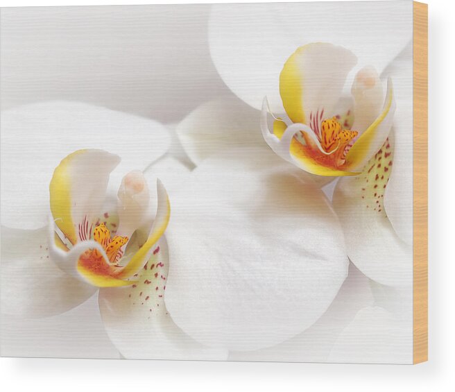 Soft White Orchid Wood Print featuring the photograph Soft White Orchid Pair by Gill Billington