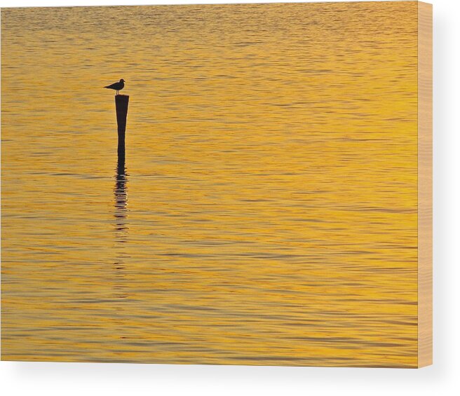 Sea Gull Wood Print featuring the photograph Solitude by Mike Reilly