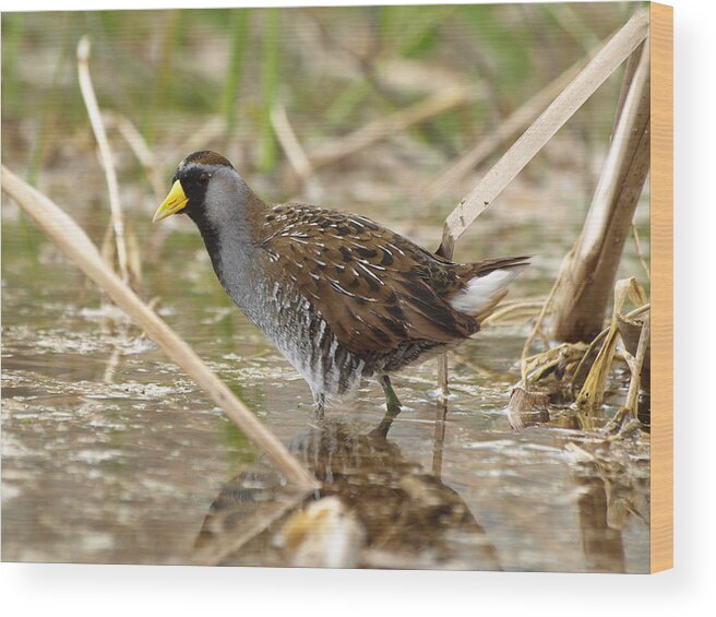 Peterson Nature Photography Wood Print featuring the photograph Sora Rail by James Peterson