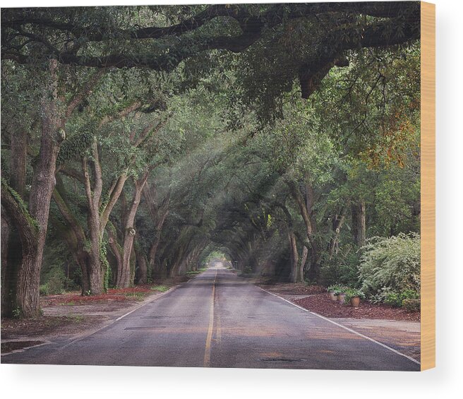Landscape Wood Print featuring the photograph South Boundary Sun by David Palmer