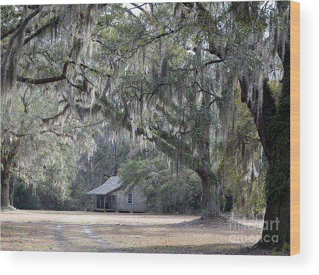 Live Oak Trees Wood Print featuring the photograph Southern Shade by Al Powell Photography USA