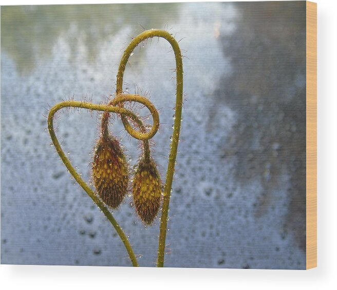 Poppy Wood Print featuring the photograph Sparkling Knotted Poppy Pod by Barbara St Jean
