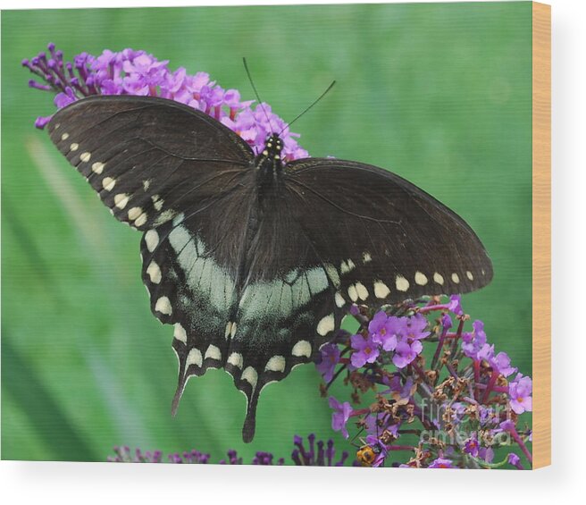 Butterfly Wood Print featuring the photograph Spicebush Swallowtail by Randy Bodkins
