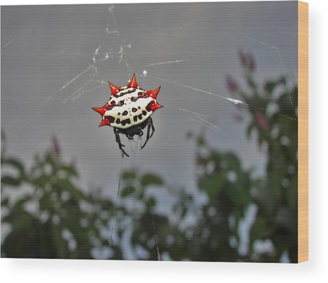 Spider Wood Print featuring the photograph Spiny Orb Weaver by Carl Moore