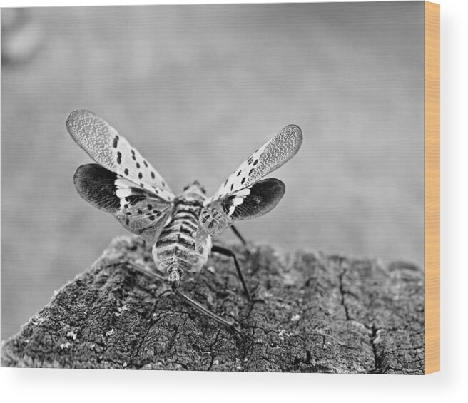 Spotted Lantern Fly Wood Print featuring the photograph Spotted Lantern Fly by Dark Whimsy