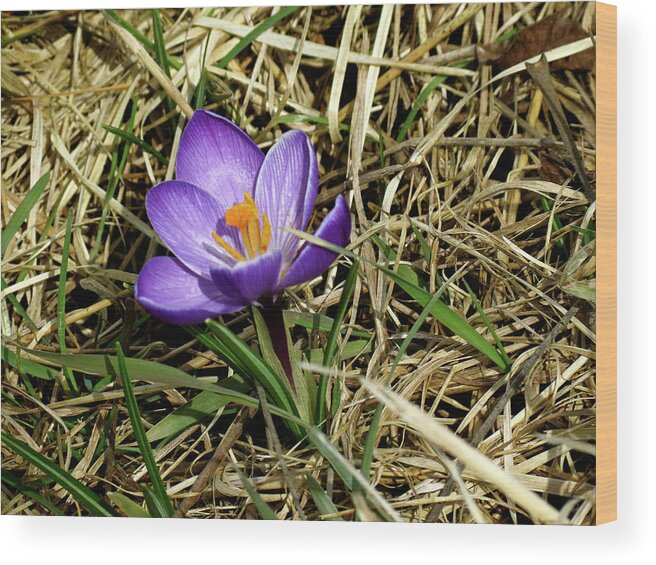 Crocus Wood Print featuring the photograph Spring Crocus by Azthet Photography