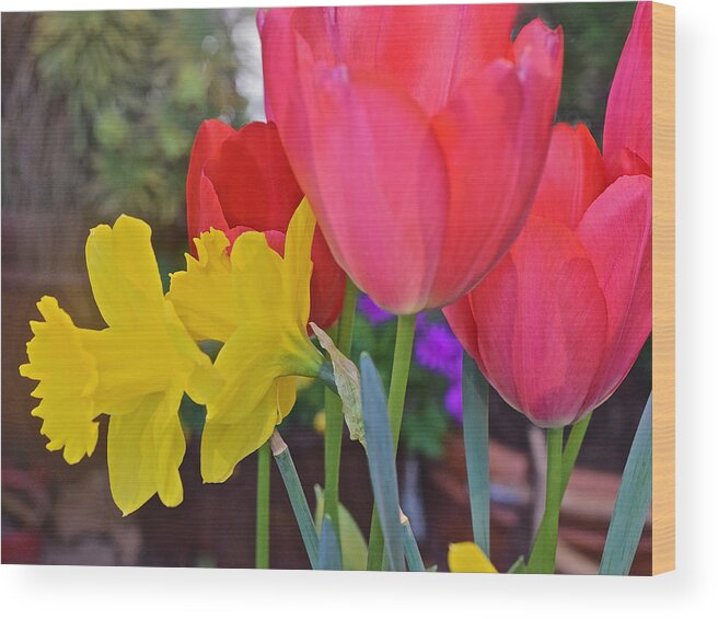Tulips Wood Print featuring the photograph Spring Show 16 Red Tulips and Daffodils by Janis Senungetuk