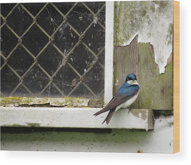 Tree Swallow Wood Print featuring the photograph Spring Song by I'ina Van Lawick