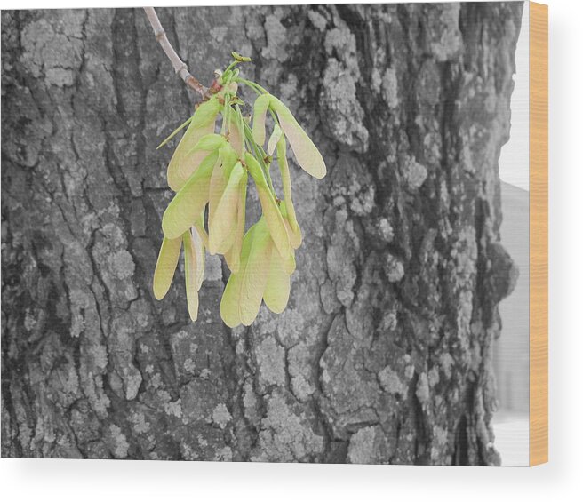 Whirligig Wood Print featuring the photograph Spring Whirligig by Colleen Cornelius