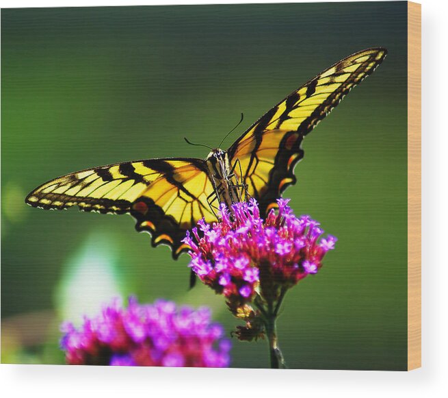 Beautiful Wood Print featuring the photograph Springtime Butterfly by Nick Zelinsky Jr