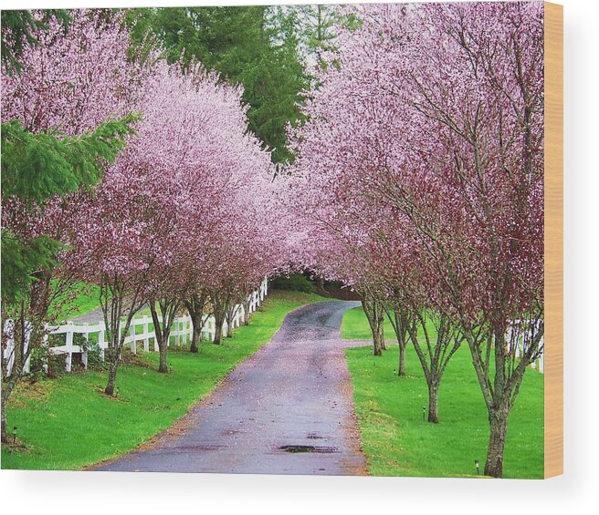 Pink Blossoms Wood Print featuring the photograph Spring Mystery by Julie Rauscher