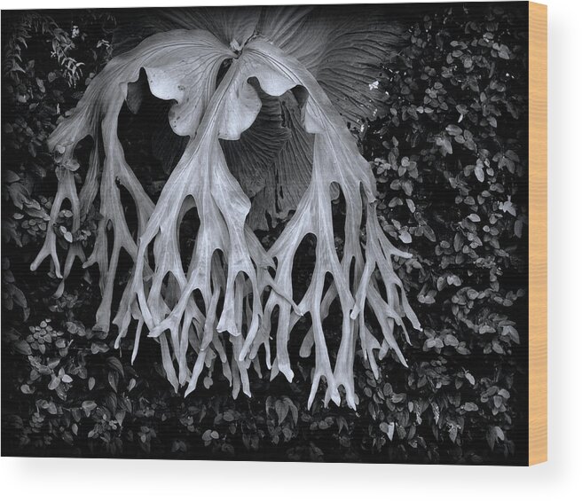 Fern Wood Print featuring the photograph Staghorn Fern by Wayne Sherriff