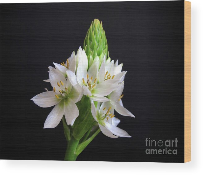 Wall Art Wood Print featuring the photograph Star of Bethlehem by Kelly Holm
