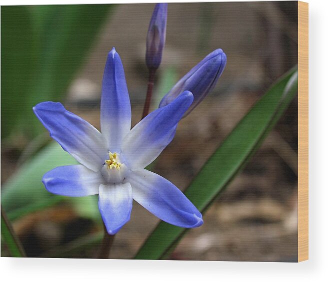 Lily Wood Print featuring the photograph Starflower by Juergen Roth