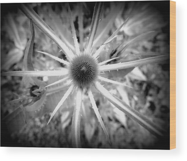 Plants Wood Print featuring the photograph Starlike by Adrian Cooch