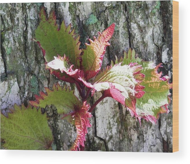 #pecan #tree #background #beautiful #maroon #green #coleus Wood Print featuring the photograph Summer Coleus Color by Belinda Lee