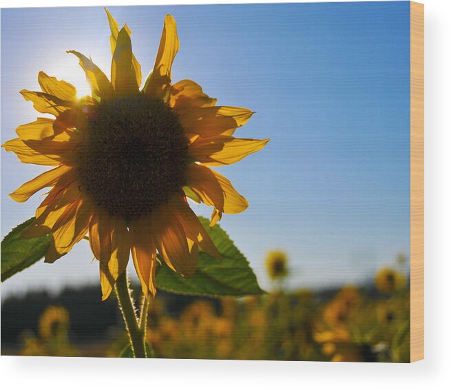 Sunflower Wood Print featuring the photograph Sun and Sunflower by Brian Bonham