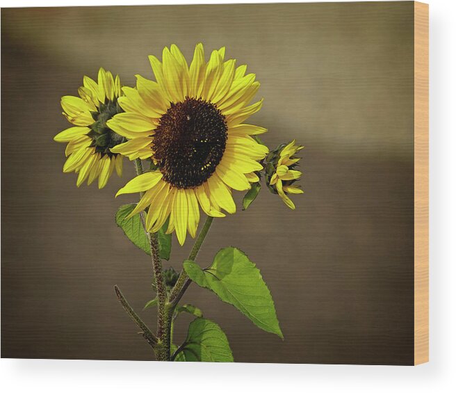 Sunflower Wood Print featuring the photograph Sunflower 1 by Inge Riis McDonald