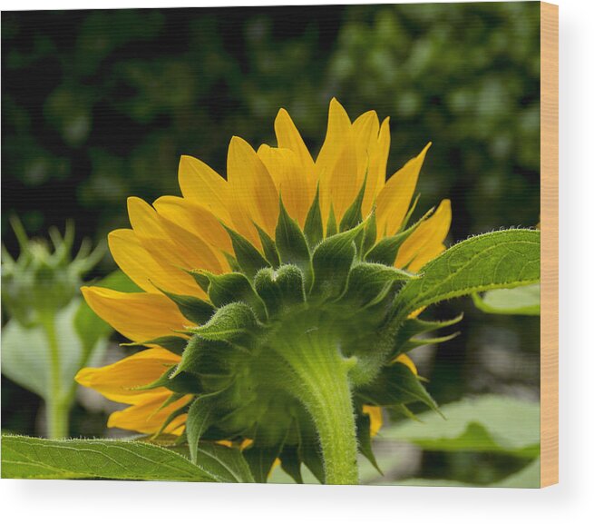 Flower Wood Print featuring the photograph Sunflower Back by Allen Nice-Webb