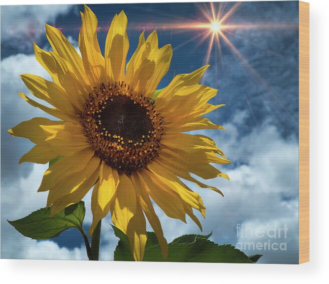 Sunflower Wood Print featuring the photograph Sunflower Brilliance II by Al Bourassa