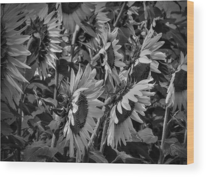 Sunflower Wood Print featuring the photograph Sunflower Patch 001 BW by Lance Vaughn