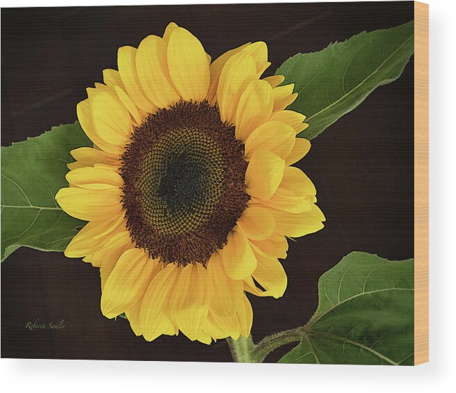 Sunflower Wood Print featuring the photograph Sunflower by Rebecca Samler