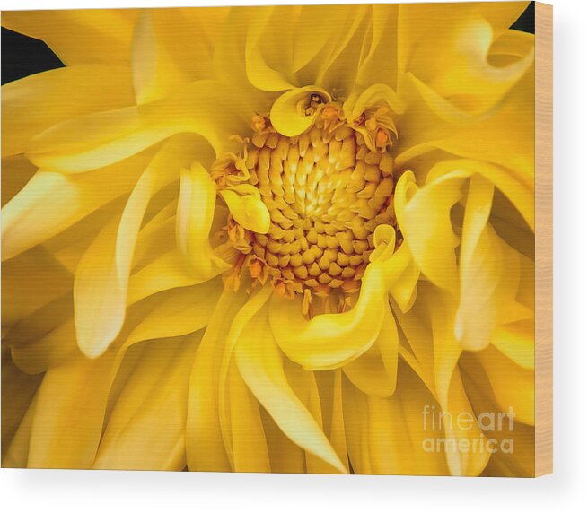 Floral Wood Print featuring the photograph Sunflower Yellow by Barry Weiss