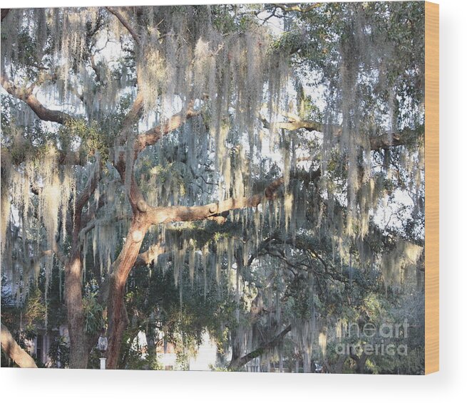 Spanish Moss Wood Print featuring the photograph Sunlight on Mossy Tree by Carol Groenen