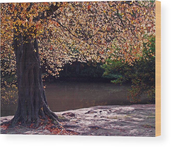 Leaves Wood Print featuring the photograph Sunlit Autumn Canopy by Bel Menpes