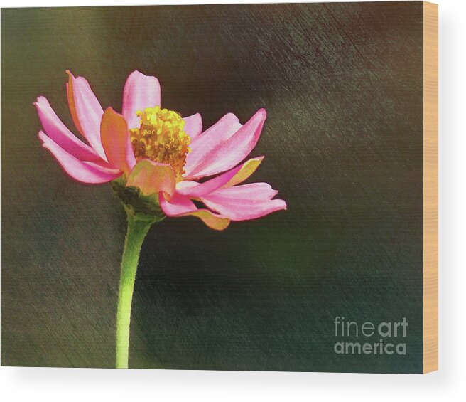 Zinnia Wood Print featuring the photograph Sunlit Uplifting Beauty by Sue Melvin