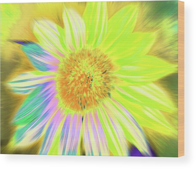 Sunflowers Wood Print featuring the photograph Sunluminary by Cris Fulton