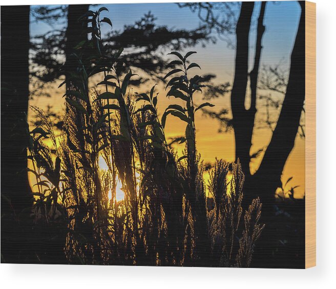 Orange Wood Print featuring the photograph Sunset Silhouette by Mark Llewellyn