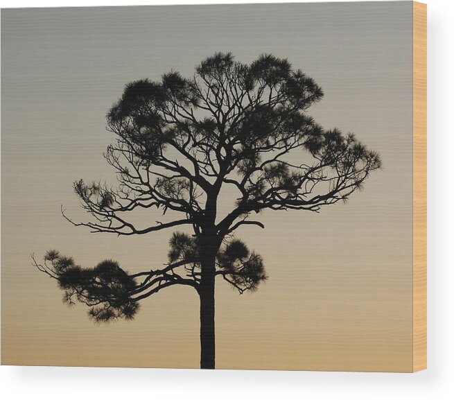 Tree Wood Print featuring the photograph Sunset Tree by Rob Hans