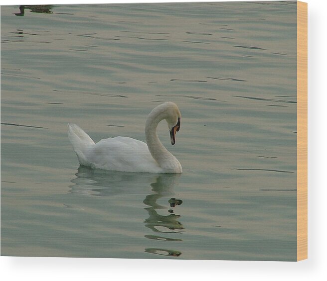 Swan Wood Print featuring the photograph Swan by Rita Fetisov