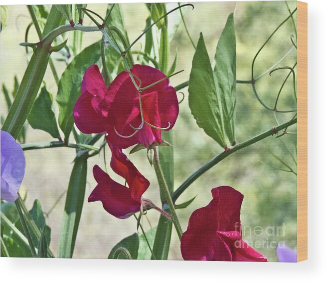 Boyce Thompson Arboretum Wood Print featuring the photograph Sweet Peas in the Shade by Kathy McClure