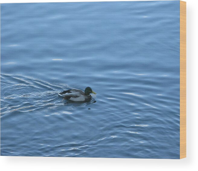 Duck Wood Print featuring the photograph Swimming Duck by Robert Bissett