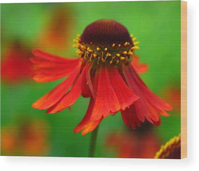 Coneflower Wood Print featuring the photograph Swirling Sneezeweed by Juergen Roth