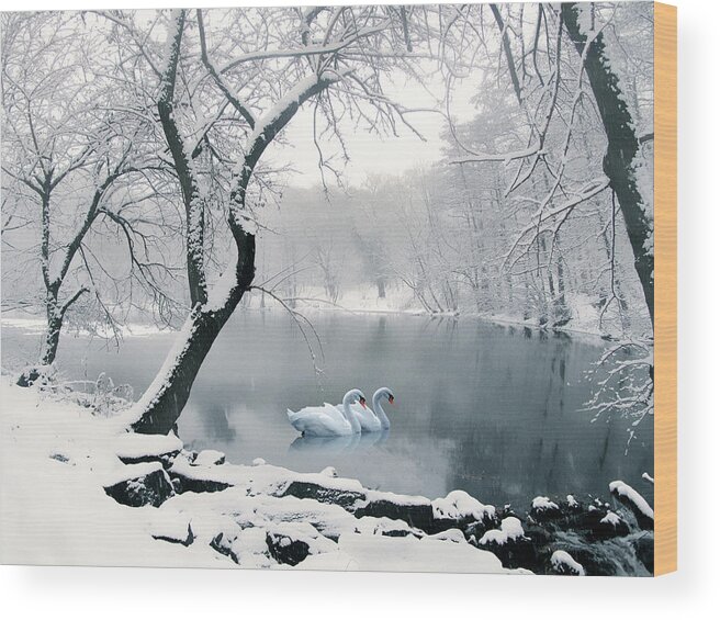 Winter Wood Print featuring the photograph Synchronicity by Jessica Jenney