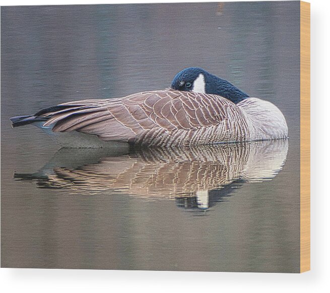 Birds Wildlife Animals Wood Print featuring the photograph Taking a Nap by Paul Ross