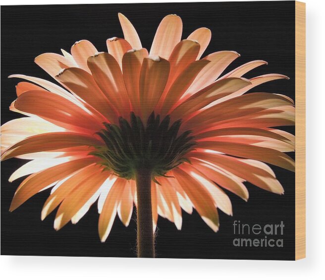 Daisy Wood Print featuring the photograph Tangerine Gerber Daisy by Chad and Stacey Hall