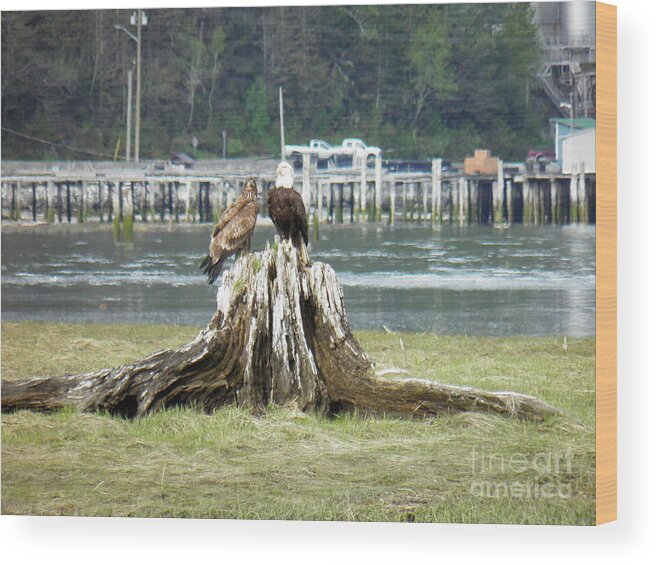Eagles Pier Water Inlet Grass Estuary Cars Trees Forest Scenery Landscape Bird Adult Juvenile Spring Stump Pole Waves Green Brown Orange Yellow Blue Grey White Proud Wood Print featuring the photograph Teacher by Ida Eriksen