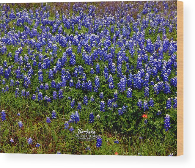 Texas Wood Print featuring the photograph Texas Bluebonnets #0484 by Barbara Tristan