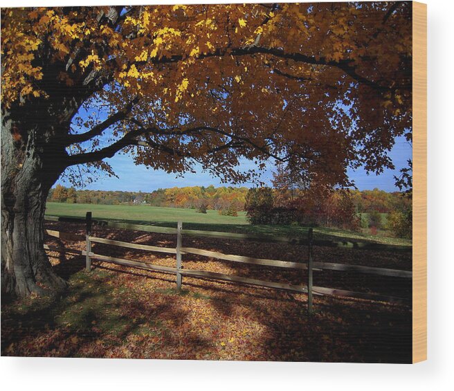 Trees Wood Print featuring the photograph The Autumn Tree by Don Struke