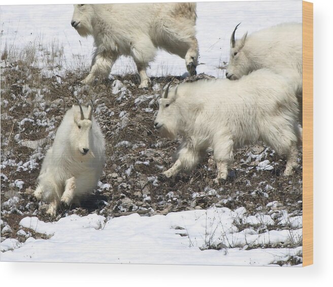 Animals Wood Print featuring the photograph The Chase by DeeLon Merritt