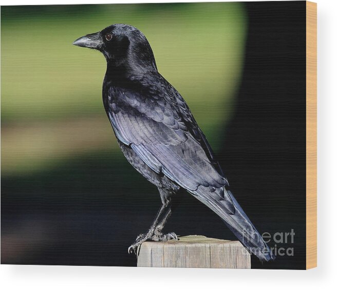 Wingsdomain Wood Print featuring the photograph The Crow by Wingsdomain Art and Photography