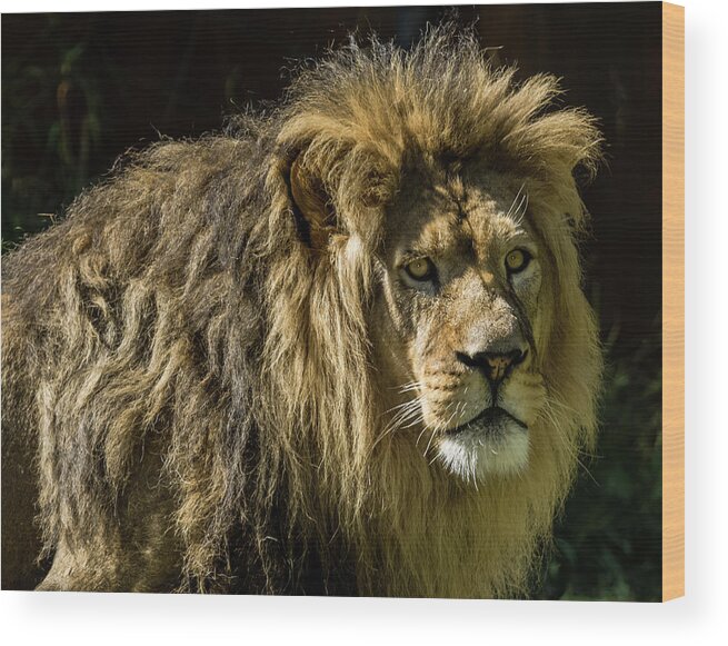 Lion Wood Print featuring the photograph The Handsome King by Yeates Photography