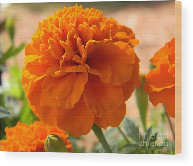 Flower Wood Print featuring the photograph The Last Marigold by Leslie Revels