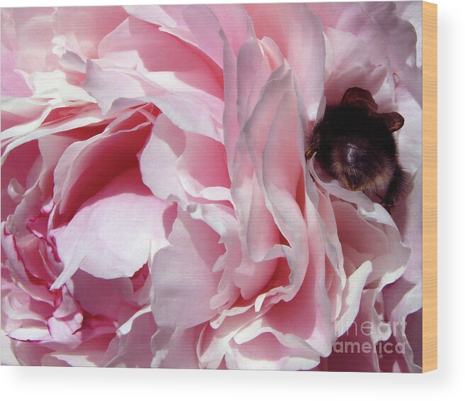 Peony Wood Print featuring the photograph The Lost Bee 2 by Kim Tran