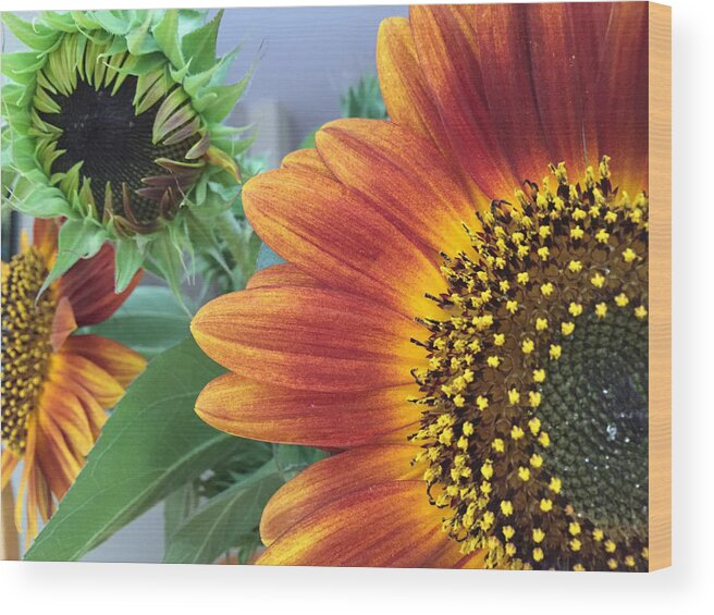 Sunflower Wood Print featuring the photograph The Magic Sunflower Pollen by Dorothy Maier